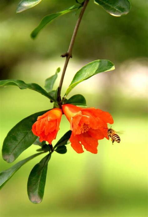石榴 花